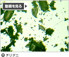 チリダニ