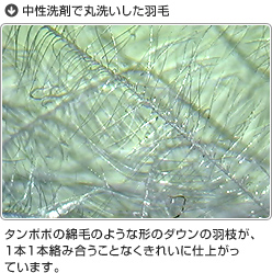 中性洗剤で丸洗いした羽毛：タンポポの綿毛のような形のダウンの羽枝が、1本1本絡み合うことなくきれいに仕上がっています。