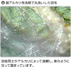 弱アルカリ性洗剤で丸洗いした羽毛：羽枝同士がアルカリによって溶解し、束のようになって固まっています。