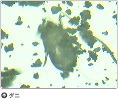 チリダニの写真