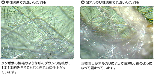 中性洗剤で丸洗いした羽毛 タンポポの綿毛のような形のダウンの羽枝が、１本１本絡み合うことなくきれいに仕上がっています。弱アルカリ性洗剤で丸洗いした羽毛 羽枝同士がアルカリによって溶解し、束のようになって固まっています。