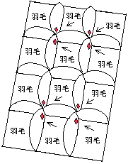 羽毛布団の構造
