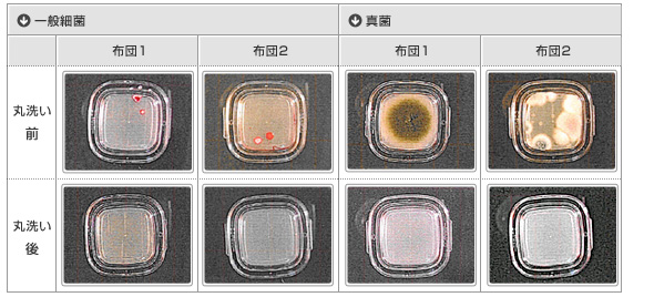 実験結果の写真